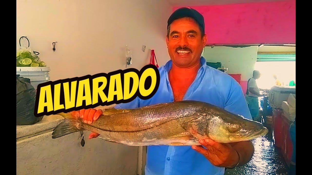 Alvarado Veracruz La Cuna del Marisco