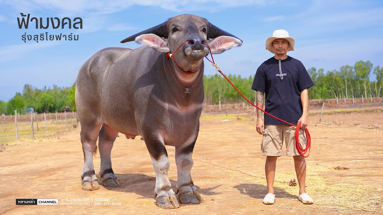 ฟ้ามงคล ยักษ์ใหญ่+งาม พ่อเทพมงคล แม่ทองคำ(สายปานสุรินทร์) รุ่งสุริโยฟาร์ม ควายงามชัยภูมิ