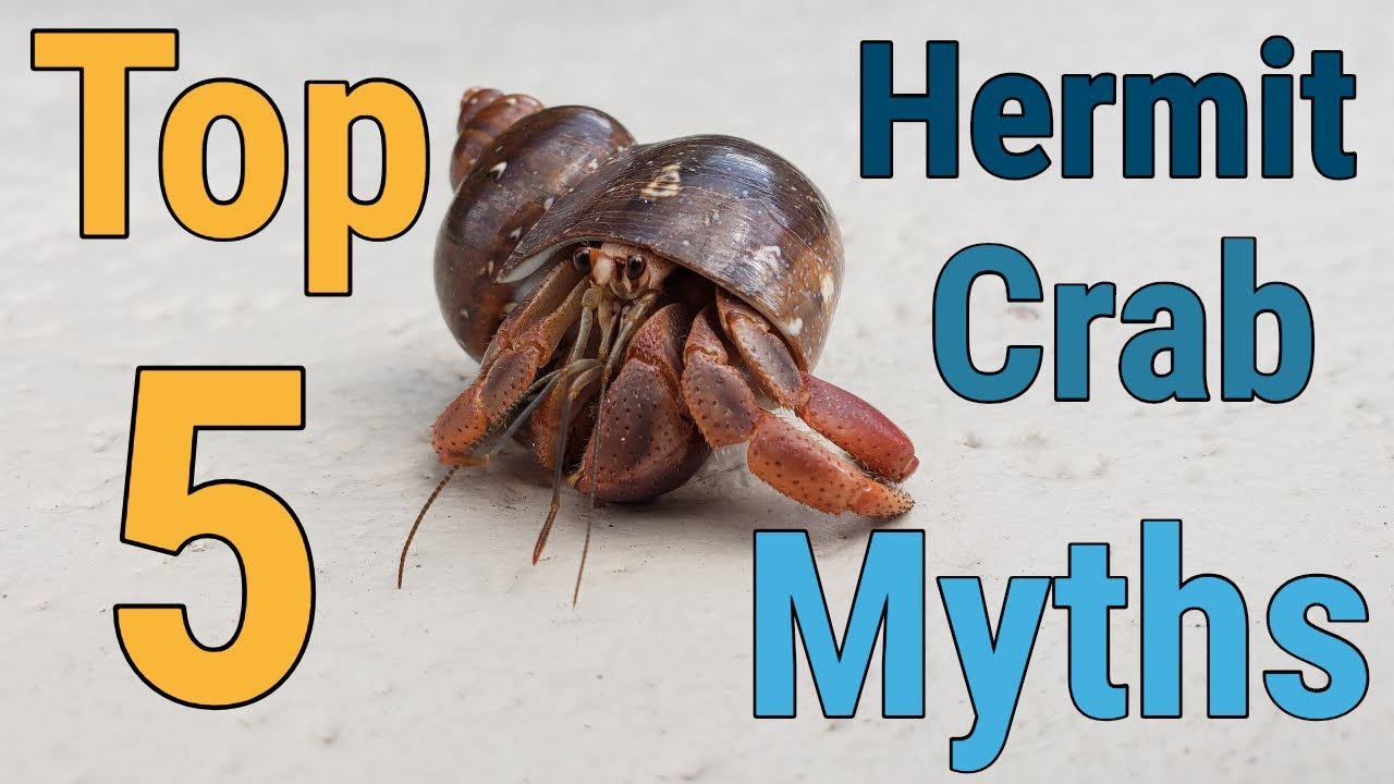 Top 5 Hermit Crab Myths (Learn the truth!)