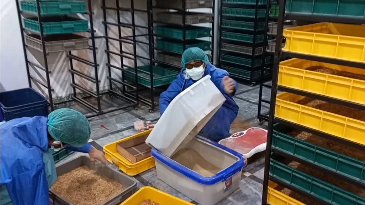 mealworm frass sifting and pupa harvest in action