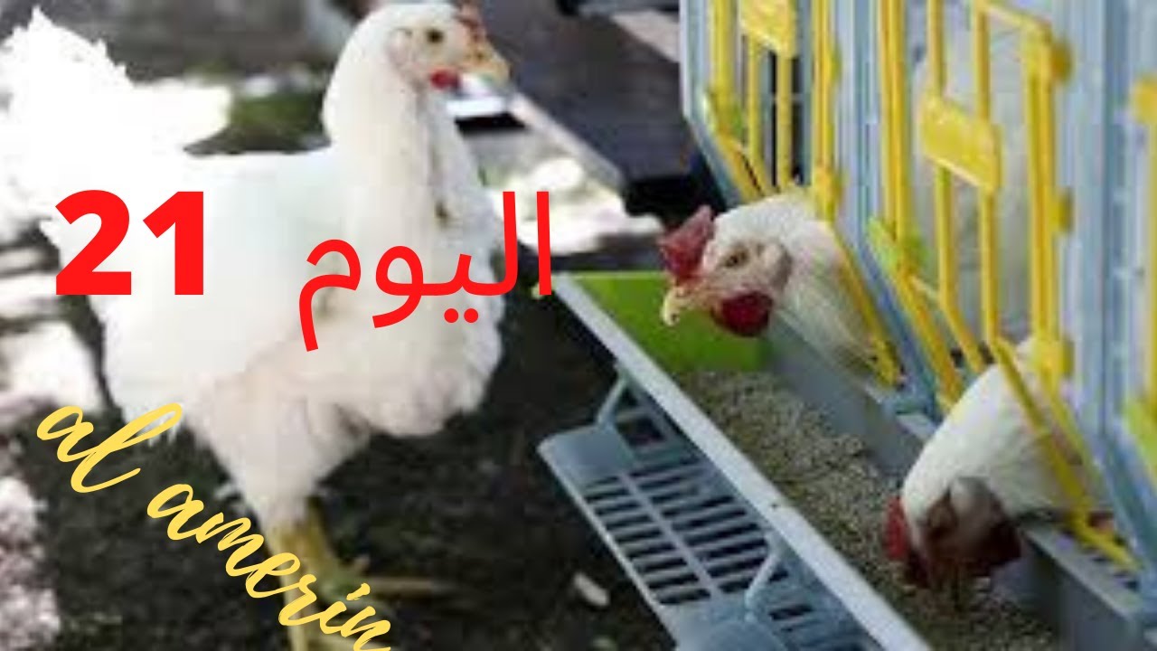 دورة تسمين 100 فرخة في البطاريات عمر 21 يوم (( الوزن 1100 جرام ))