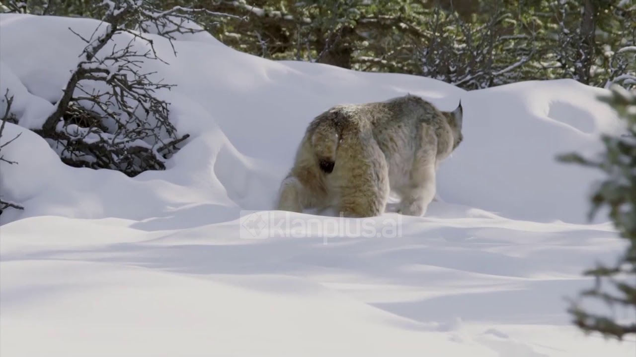 Rishfaqet rreqebulli ballkanik