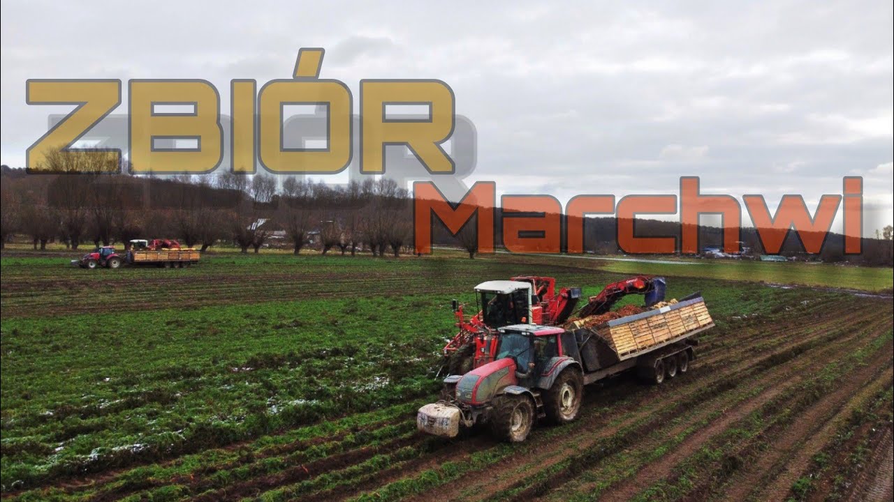 NAJWIĘKSZY W POLSCE ZBIÓR MARCHWI 400ha😮3xValtra,2xDeWulf🚜🚨WTOPY!!😮