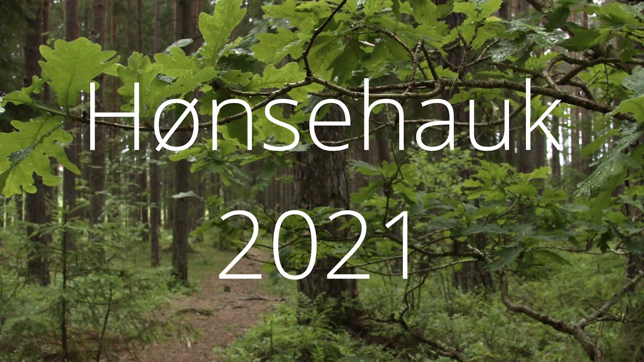 Hønsehauk hawk bird goshawk