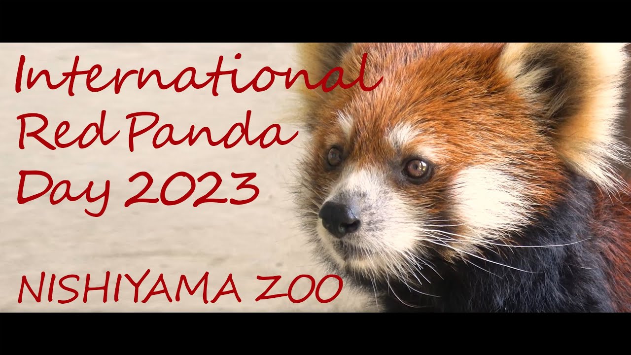 International Red Panda Day 2023 in NISHIYAMA Zoo at SABAE City in JAPAN #redpanda #西山動物園 #レッサーパンダ