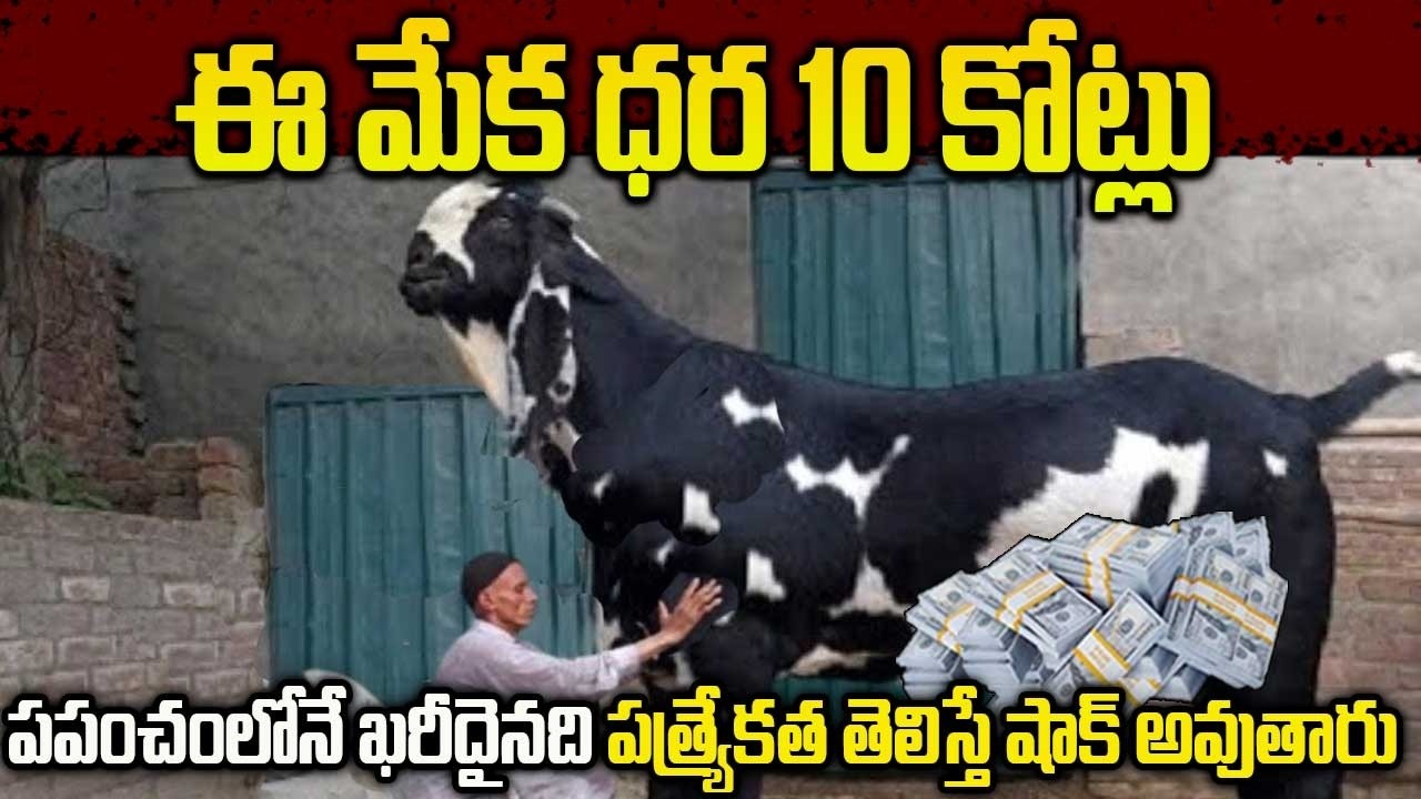 The Most Expensive Goats in The World | ప్రపంచంలోనే ఖరీదైన మేకలు | ఈ మేక ధర 10 కోట్లు | VIP Telugu