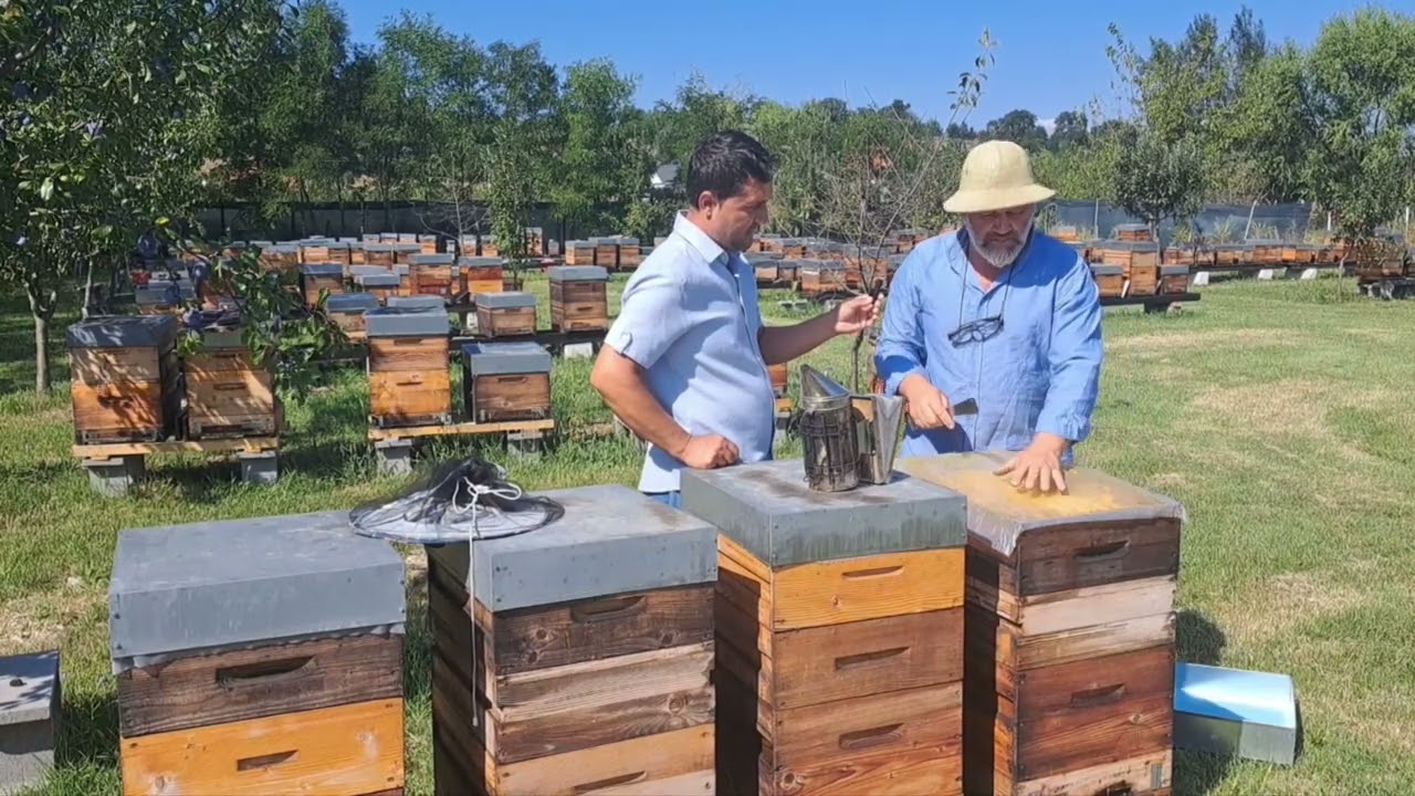 În stupina prietenului Florin Budescu🐝🐝🐝
