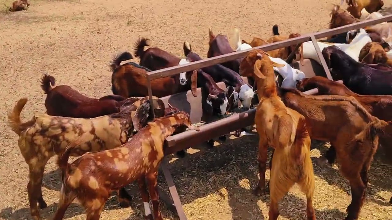 4000 से 8000 के भाव में शानदार बकरे मिलेंगे Pushkar Goat Farm Rajasthan ajmer 6377534074