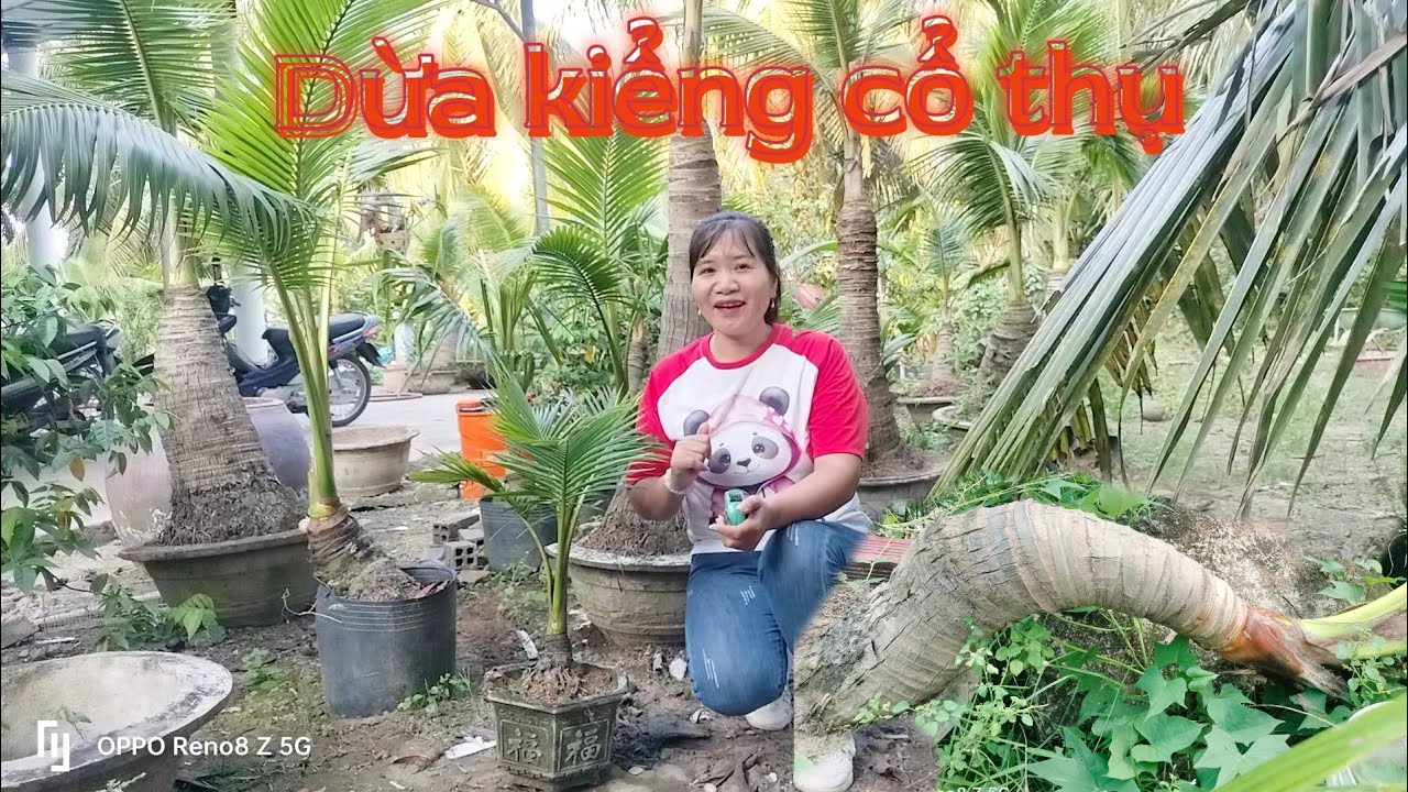 Đt.03393.579.05 Dừa kiểng cổ thụ 