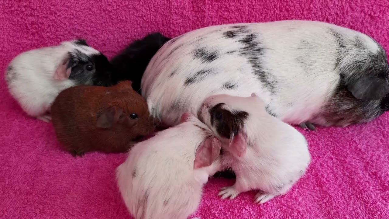 Twix's babies