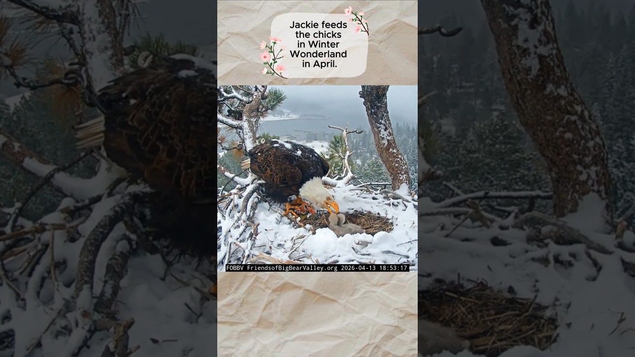 A Fish🐟 For Jackie🦅 & Chicks🐥🐥 in Winter Wonderland in Big Bear in April😁❤️