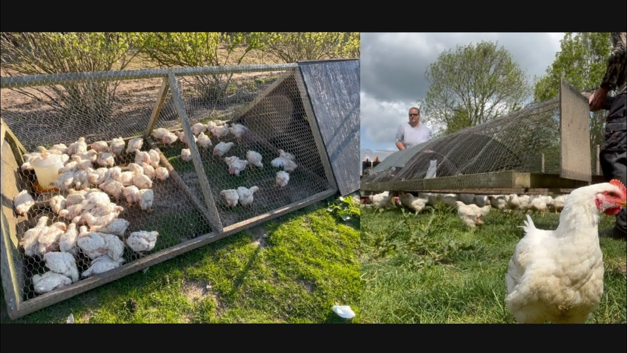 Flyttebare løbegårde til kyllinger, ænder og gæs