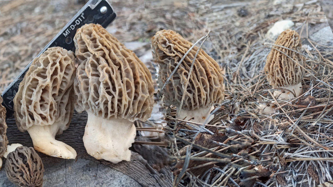 Kuzu Göbeği Mantarı Toplama, Ormanda Kuzu Göbeği Mantarı Arama, Morchella Esculenta