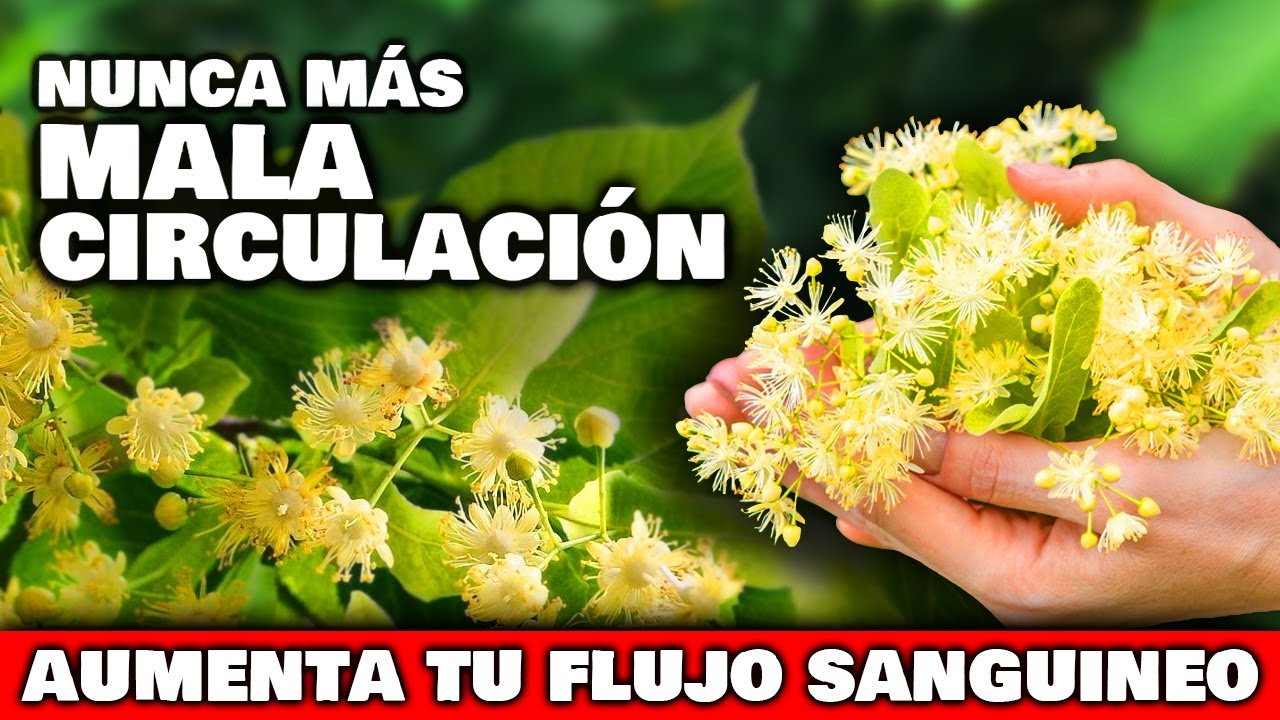 &iexcl;IMPACTANTE! Las 5 PLANTAS para MEJORAR LA CIRCULACI&Oacute;N en PIERNAS y PIES | ELIMINAR MALA CIRCULACI&Oacute;N