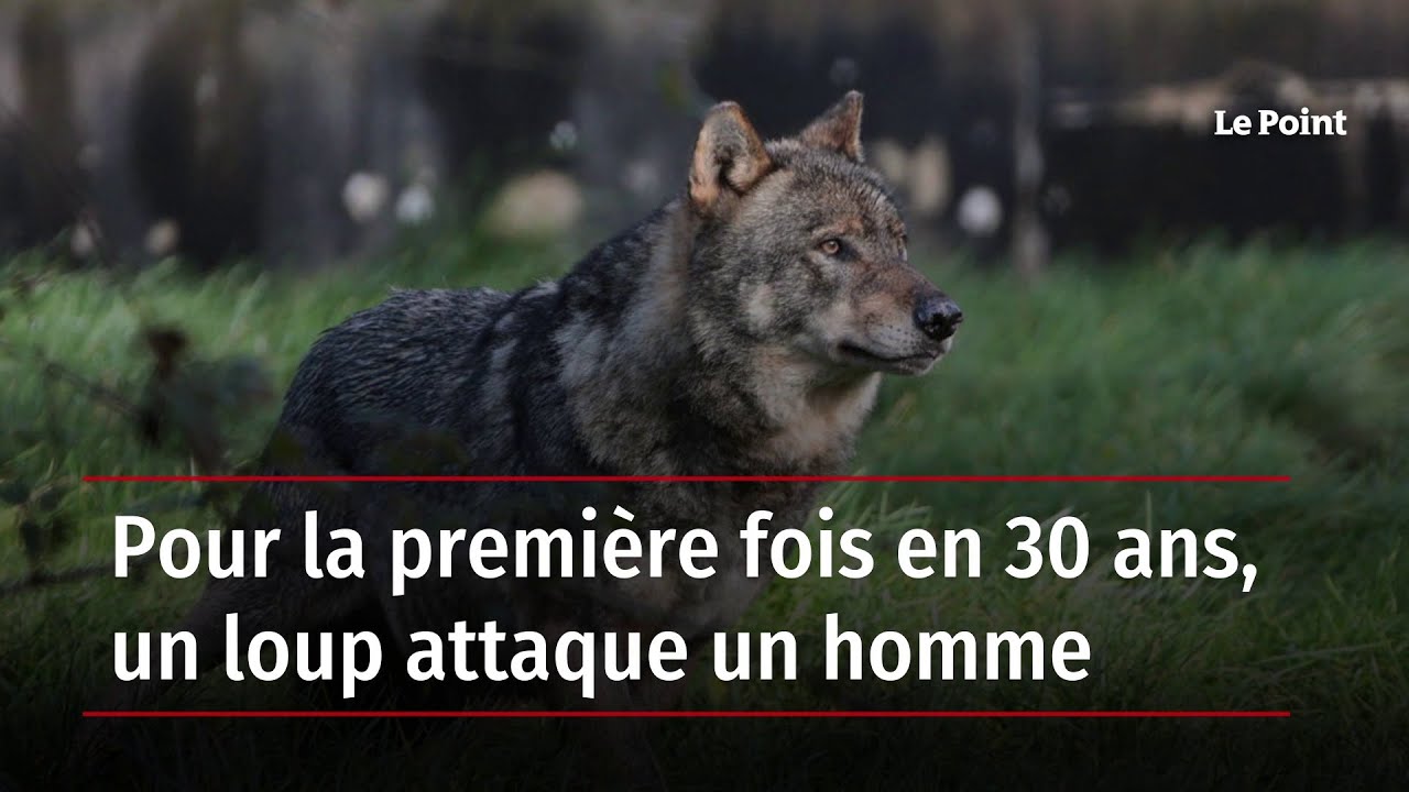Pour la première fois en 30 ans, un loup attaque un homme