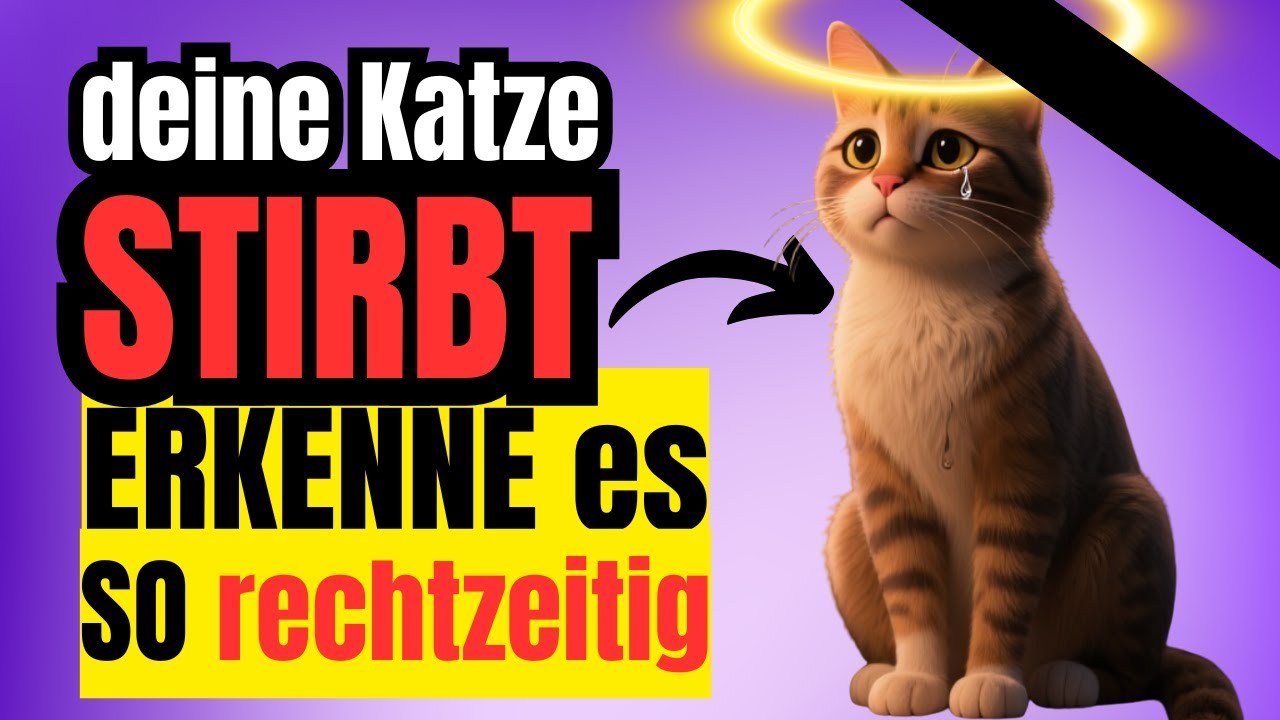 🐾💔 Deine Katze STIRBT und nimmt Abschied – du merkst es nicht (so erkennst du die Zeichen) 🐾💔