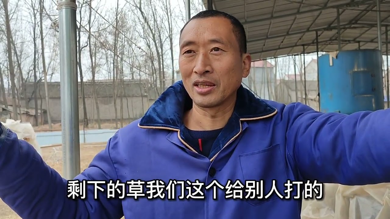 养牛知识100问三，养繁殖母牛还是养育肥牛？建牛舍最佳尺寸
