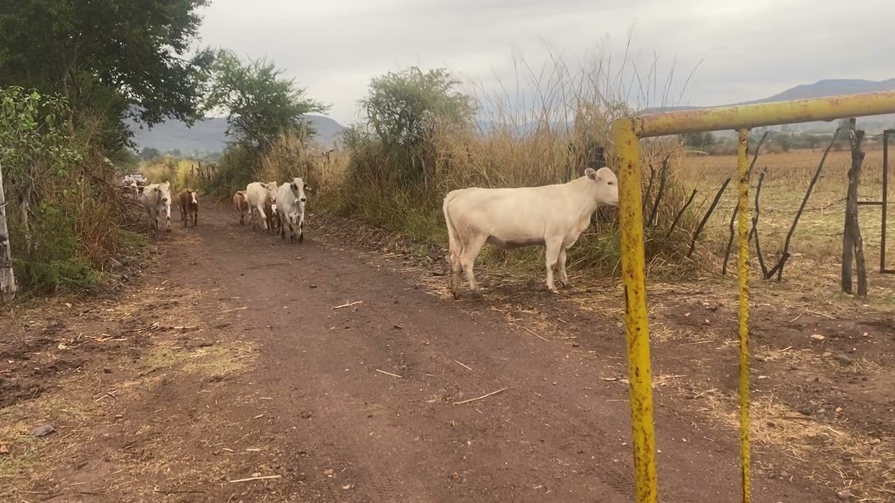 Union de Tula Jalisco.. Juan Contreras..