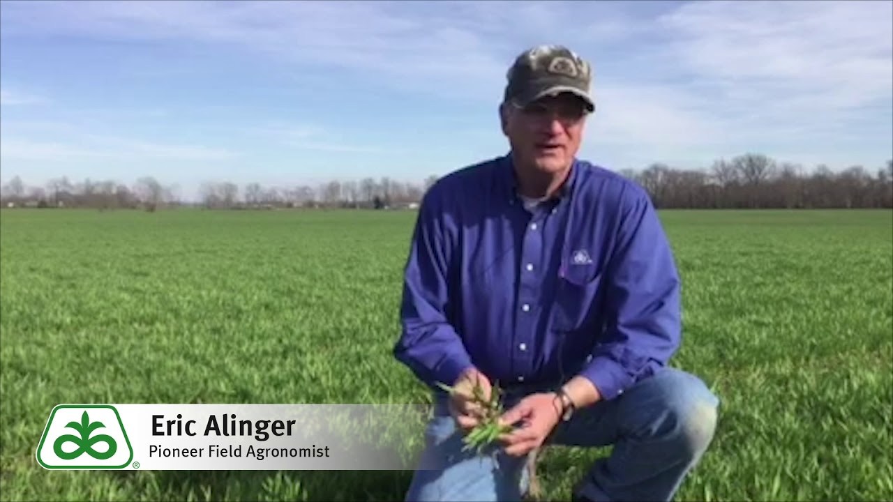 Winter Wheat Nitrogen & Fungicide Applications