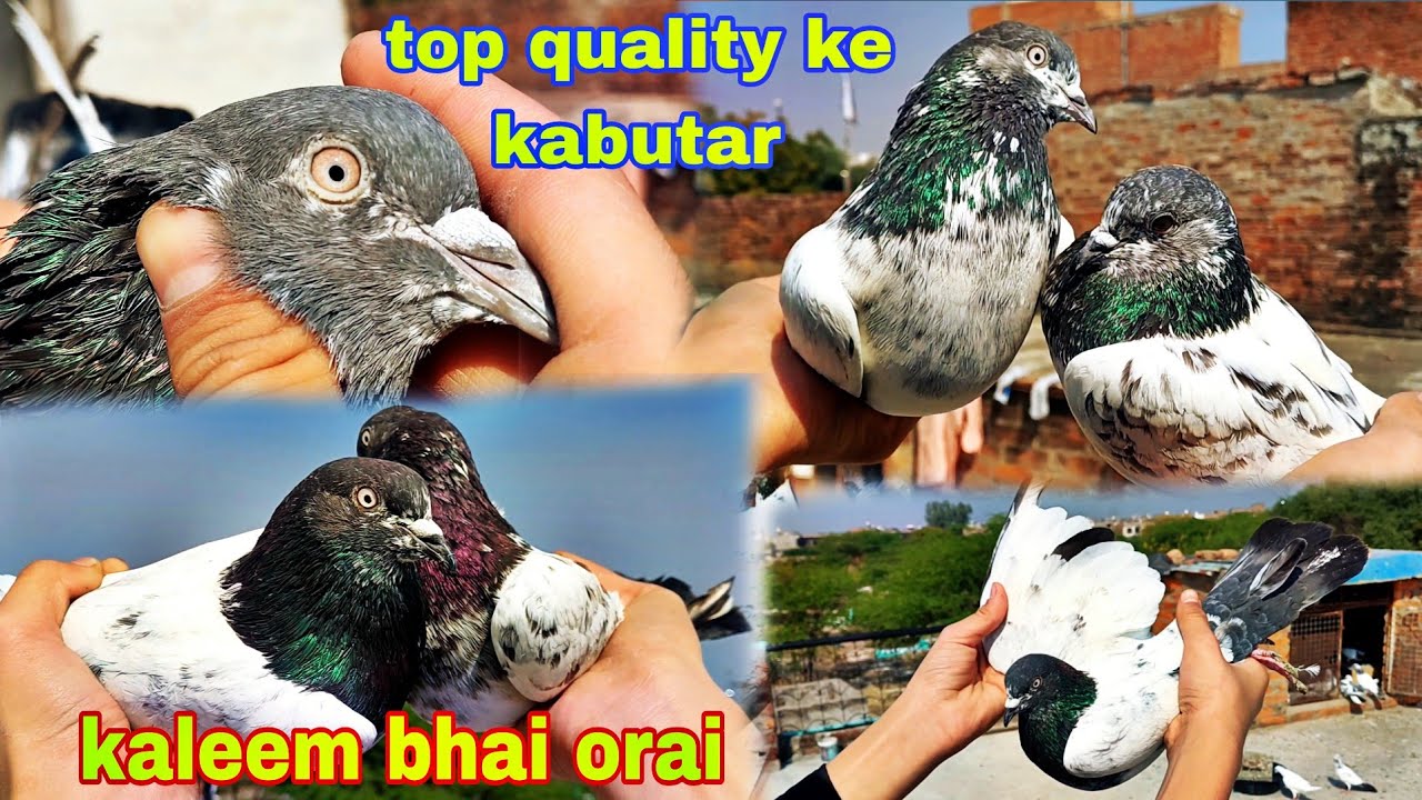 कलीम भाई के घर के पट्ठे और उनके माँ बाप// highgflyar pigeon #youtube #viral #trending 