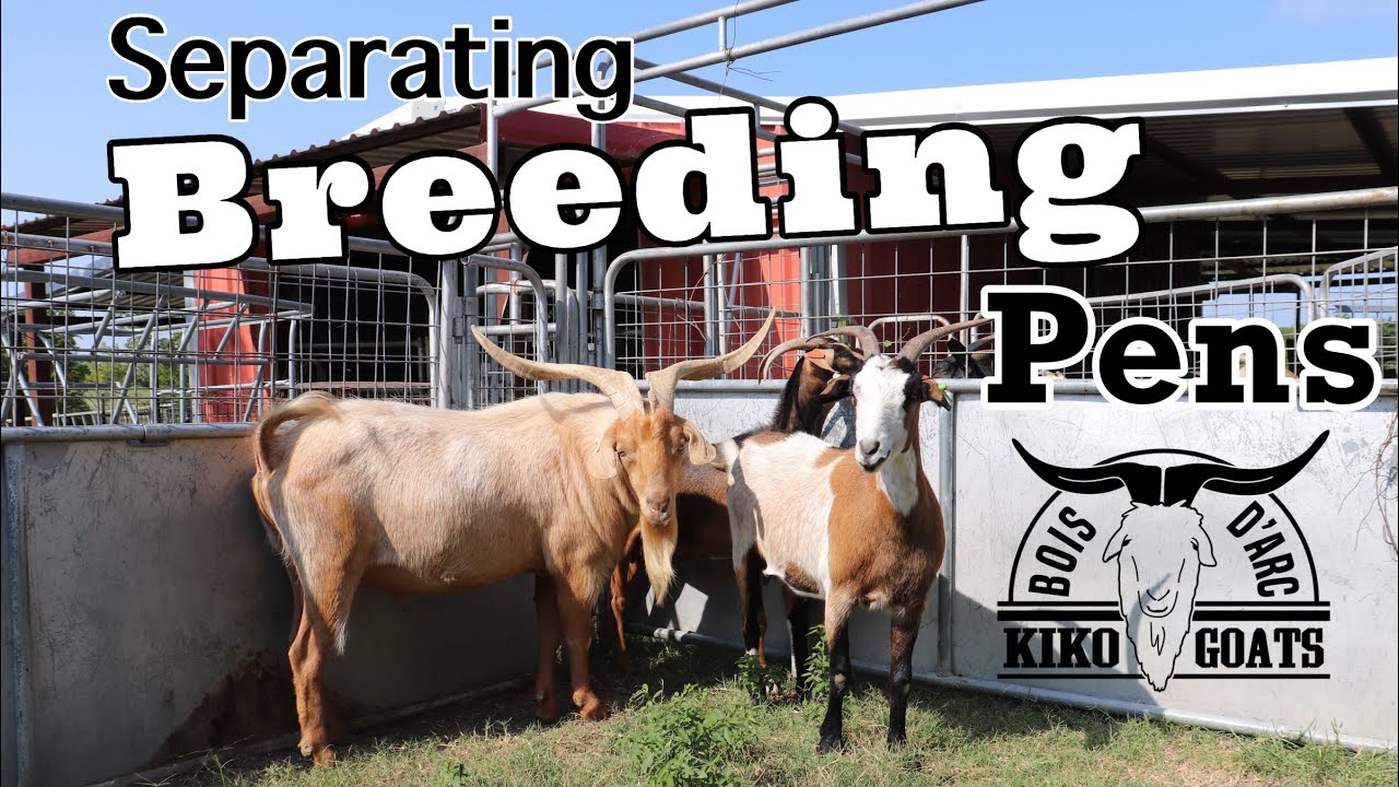Breeding Season is Here | Separating The Does Into Breeding Pens | Kiko Goat | Goat Farm