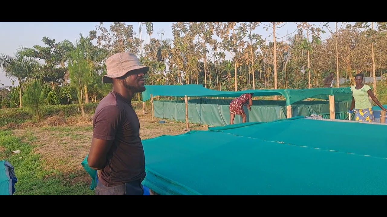 Tilapia Fish enjoy eating Azzola plants at Dewilos Fish Farm