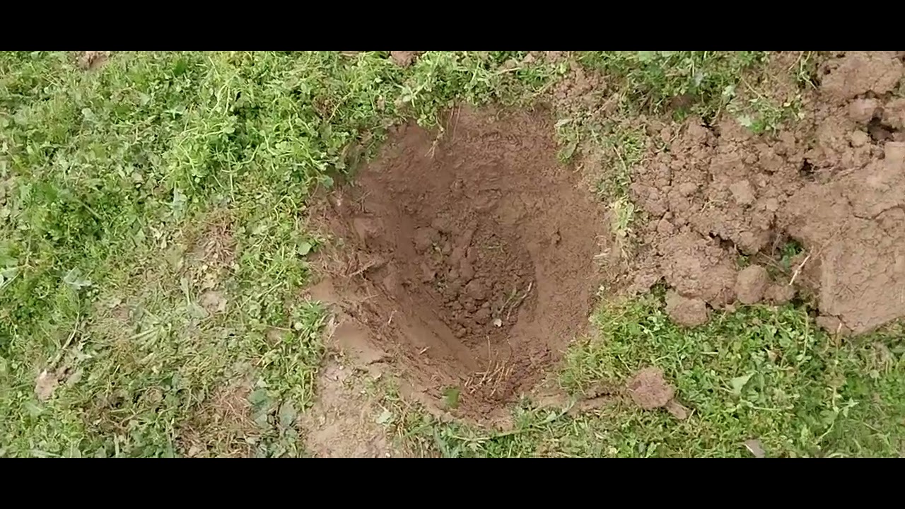 Piantare alberi da frutto nell orto