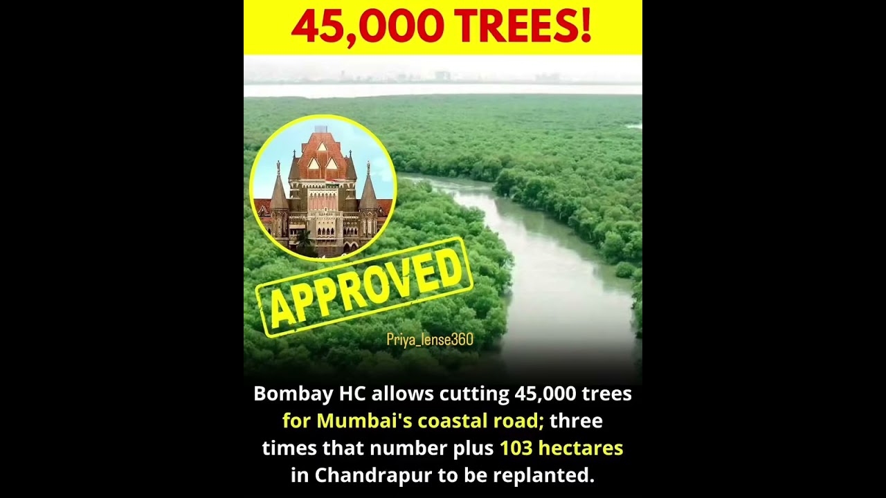 BHC approves BMC plea for Versova-Bhayander coastal road project impacting 45k mangroves💔😞#mumbai