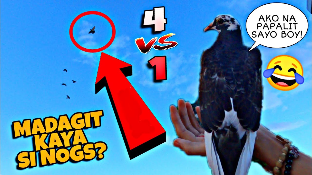 DAGITAN SA HAPON 😂 | NAGLABASAN ANG MGA BOY DAGIT 🤫 | GUSTONG DAGITIN KALAPATI NATING SI NOGNOGS 😱😱😱