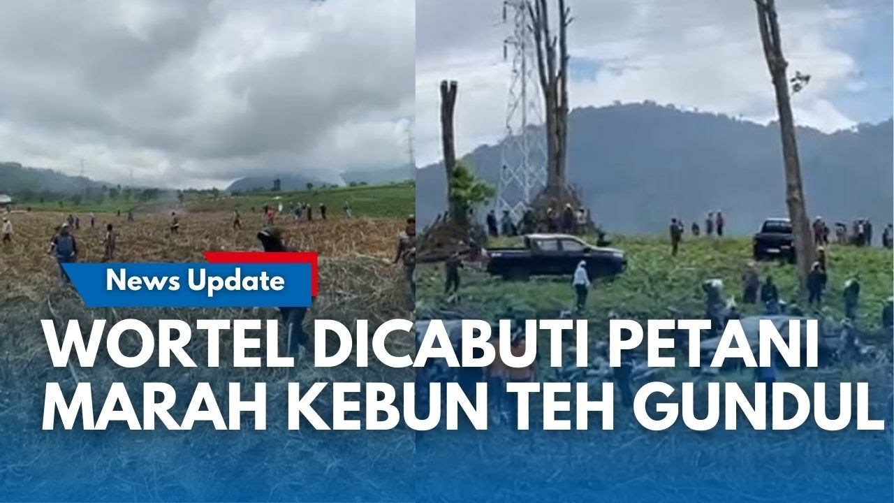 DUDUK PERKARA Kebun Teh Pangalengan Digunduli, Ditanami Wortel: Dijarah Warga Karena Klaim HGU Habis