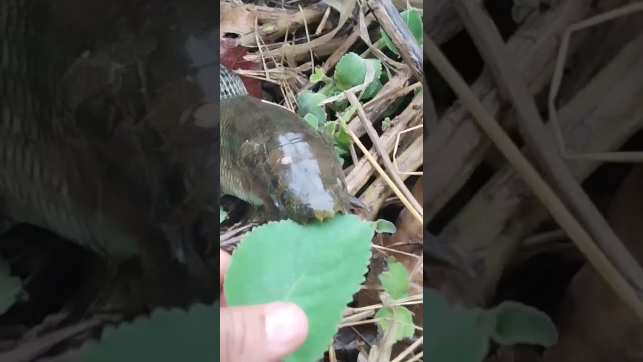 pescaria de tra&iacute;ra #shorts #fishing #traira #trair&atilde;o #peixe