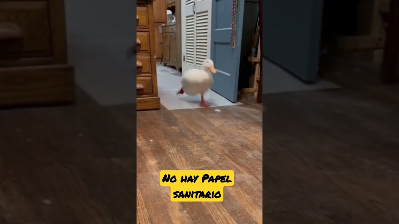 🤣 El Pato m&aacute;s Apurado del Mundo😅 La Divertida Carrera al Ba&ntilde;o 🛁 🧻#pato #Pato #Humor #Celular