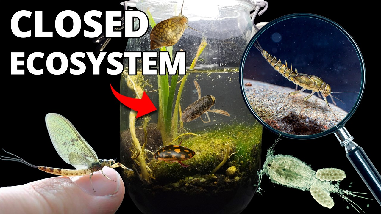 I Created a River Ecosphere in a Jar (Creatures Inside)