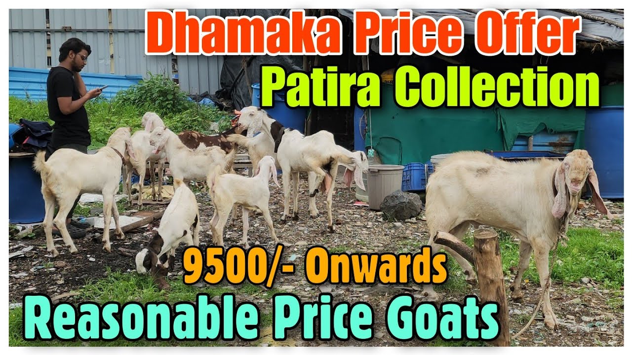 Reasonable Price Patira Goat Kid's In Mira Road | Saste Patira Bakra Bakri |@Rizwankranti