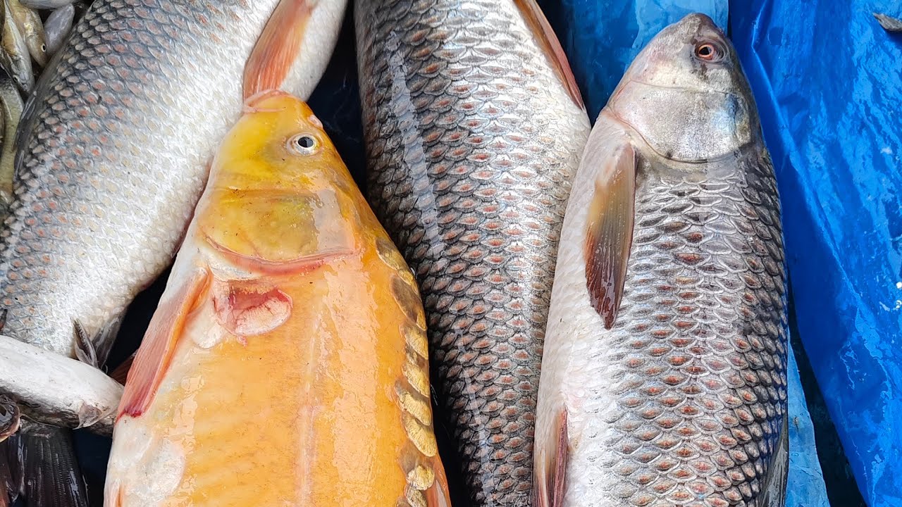 🔴 Live 🔴 Ami Babu Fishing