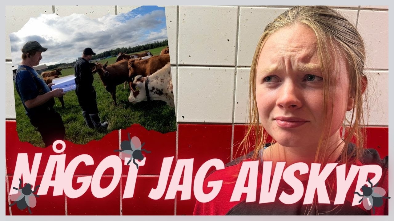 Vi gör ny AVELSPLAN med Semex - Vlogg 35