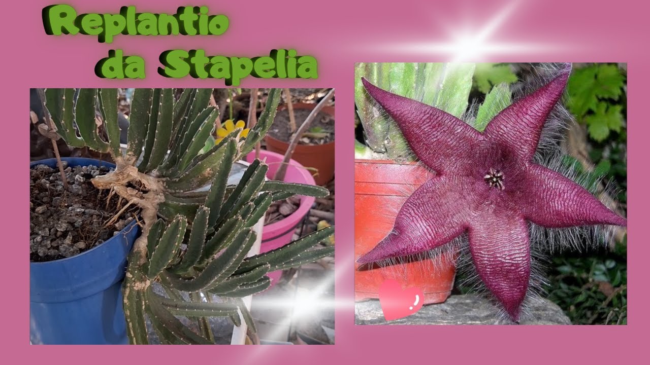 Replantio da Suculenta STAPELIA HIRSUTA ou CACTO ESTRELA, além de dicas de cultivo dessa bela Planta