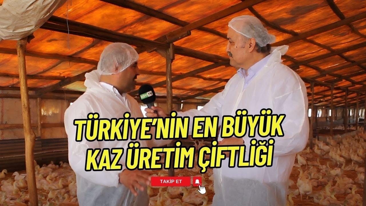 TÜRKİYENİN EN BÜYÜK ENTEGRE KAZ ÜRETİM ÇİFTLİĞİ  I TOPRAĞIN HEKİMLERİ