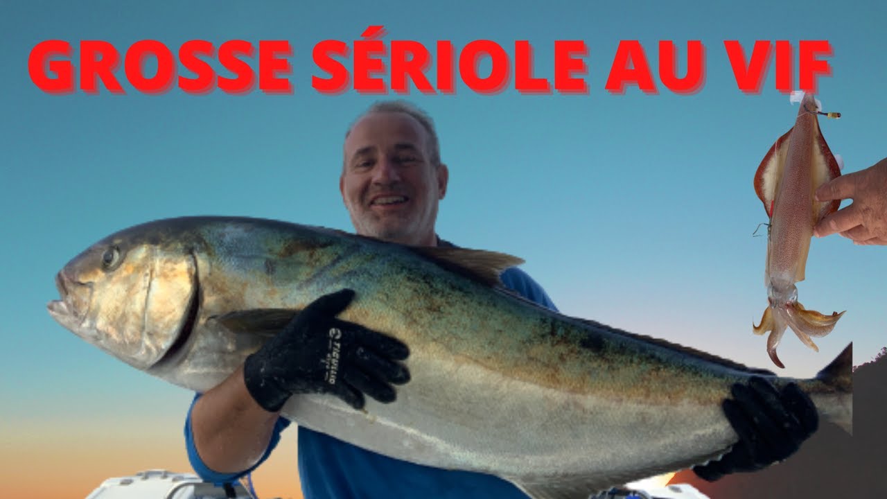 Énorme sériole  (seriala quinqueradiata) pêchée en septembre au vif en dérive et filmée sous l'eau.