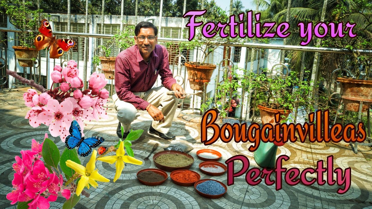 How to Rejuvenate and Fertilize Bougainvillea Plants !!