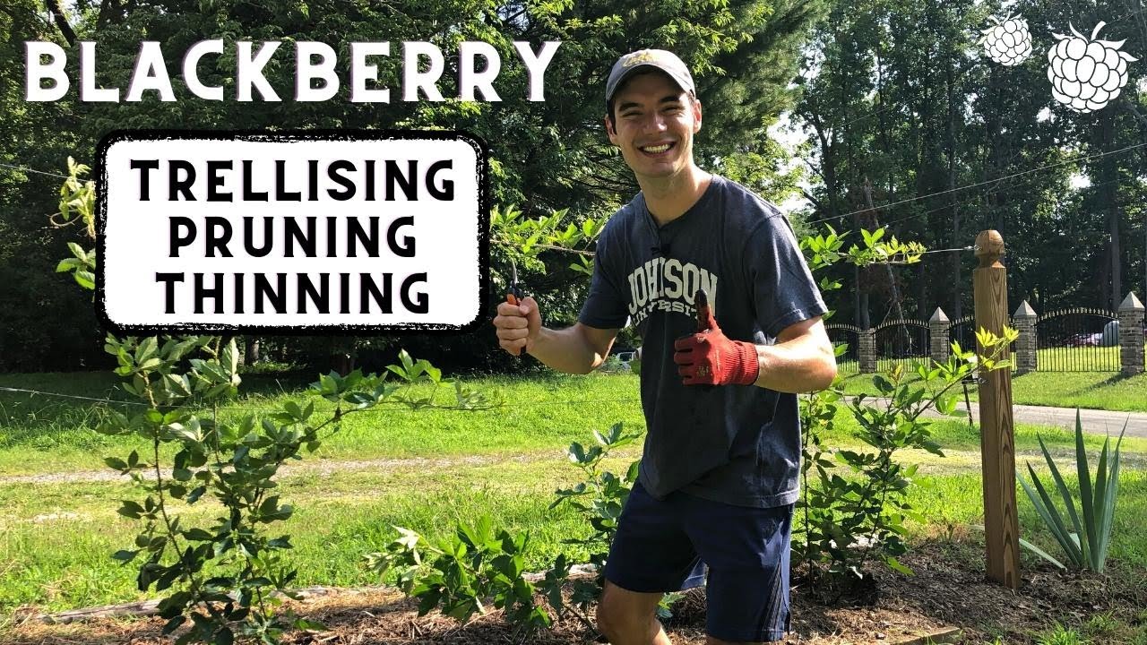 Caring for Kiowa Blackberry Canes