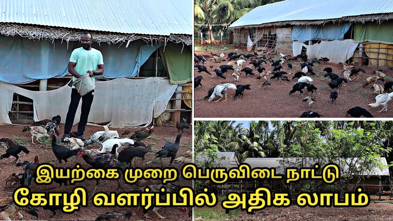 இயற்கை முறையில் பெருவிடை நாட்டு கோழி வளர்ப்பு || aseel chicken farm in karur || peruvidai kozhai