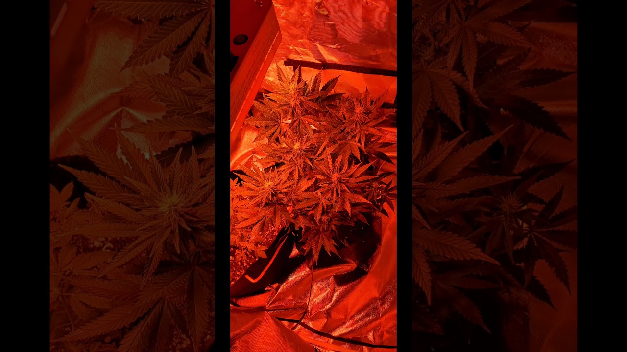 Growing Marijuana (weed) (kush) (legally)