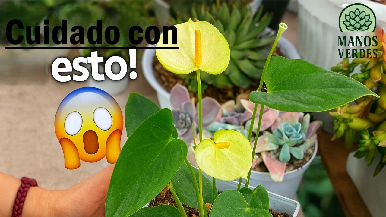 Impactante trasplante de anturio ¿Sobrevivirá?