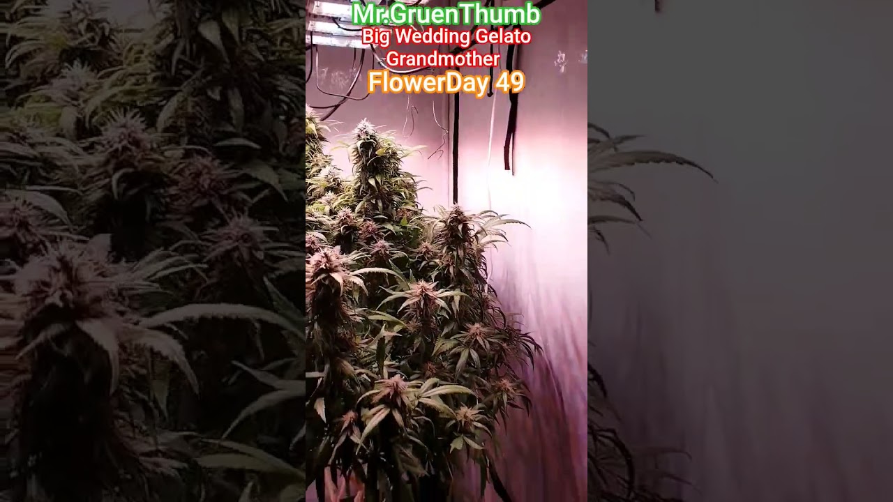 Day49 Flower Big Grandmother 