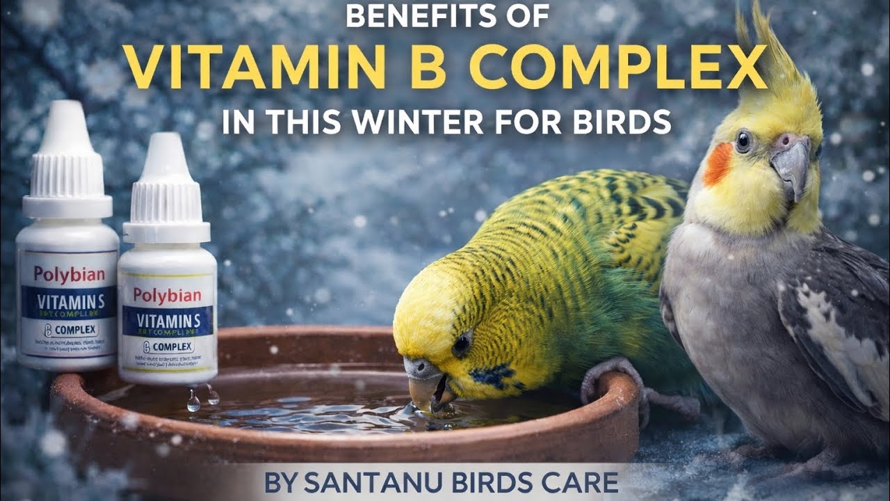 Vitamin B-complex Ke Fayda In This Cold Birds Ke Liya? By@Pakhir Vidyalaya