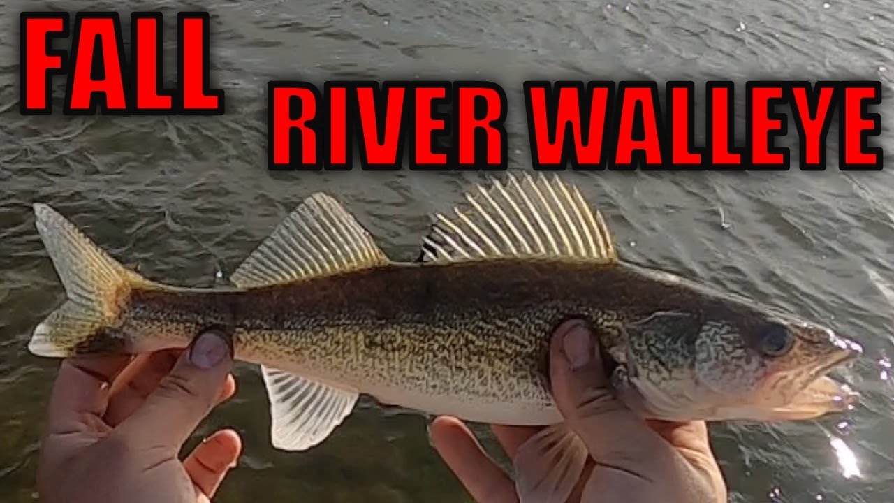Fishing for Early Fall Walleye on the North Saskatchewan River | Bait & Wait