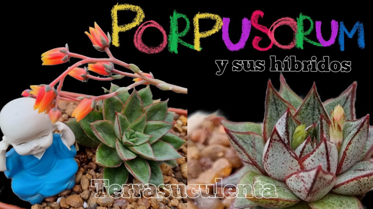 Especie: Purpusorum y sus híbridos #terrasuculenta #suculentas #jardin #plantas