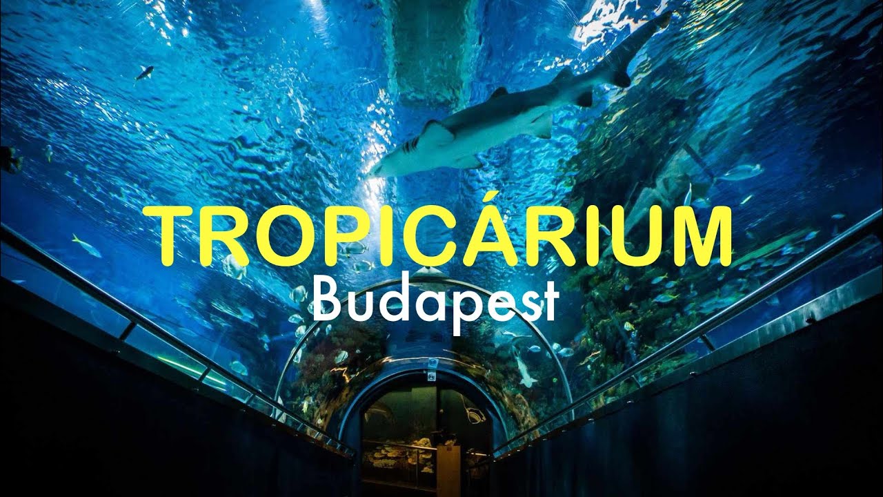 🦈 🐊 Tropicarium Budapest  18.07.2023 🇭🇺