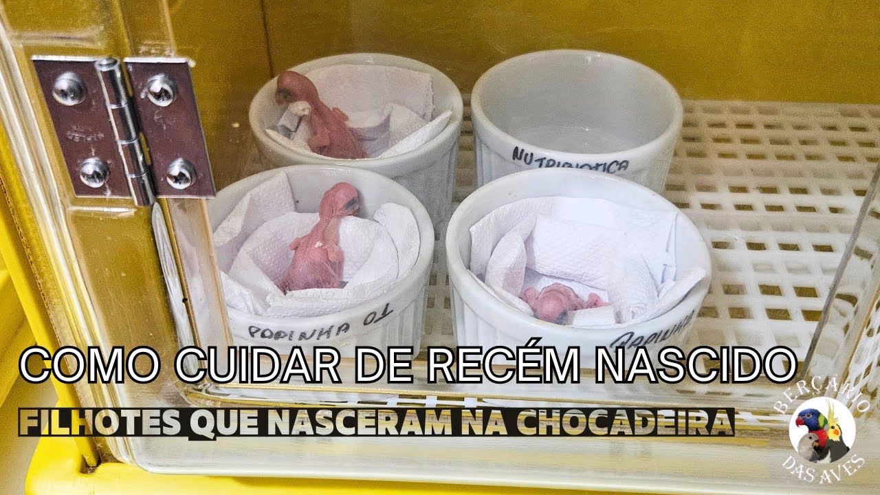 Como Cuidar de Filhotes Recém Nascidos na Chocadeira